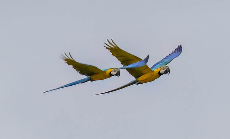 Blue-and-yellow Macaw - ML630138276