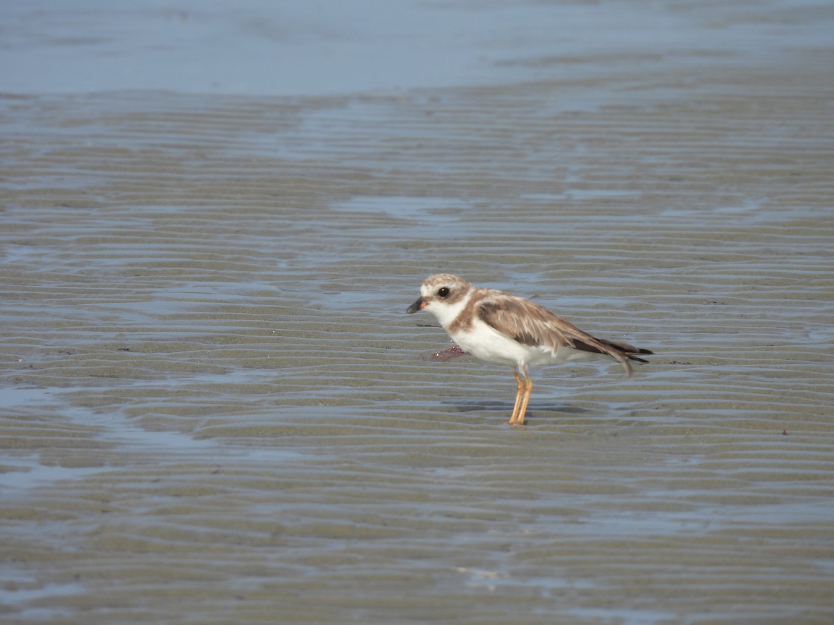Semipalmated Plover - ML630138513