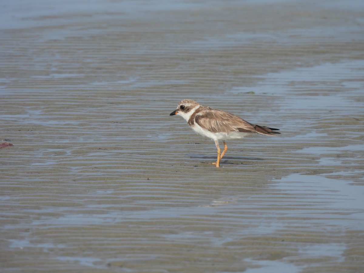 Semipalmated Plover - ML630138514
