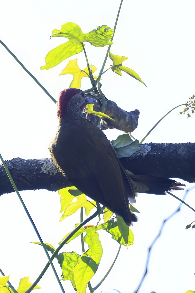 Guatemalan Flicker - ML630138610