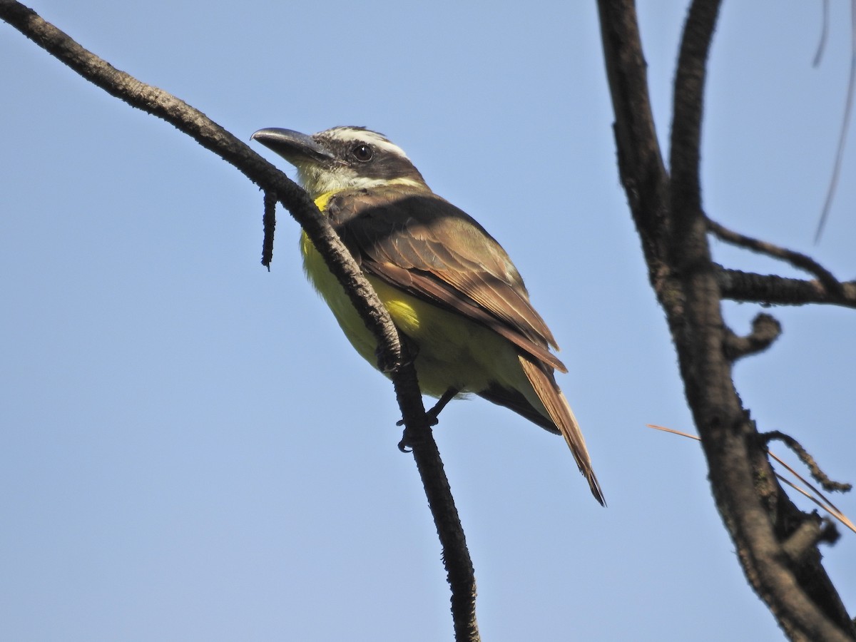 Boat-billed Flycatcher - ML630138752