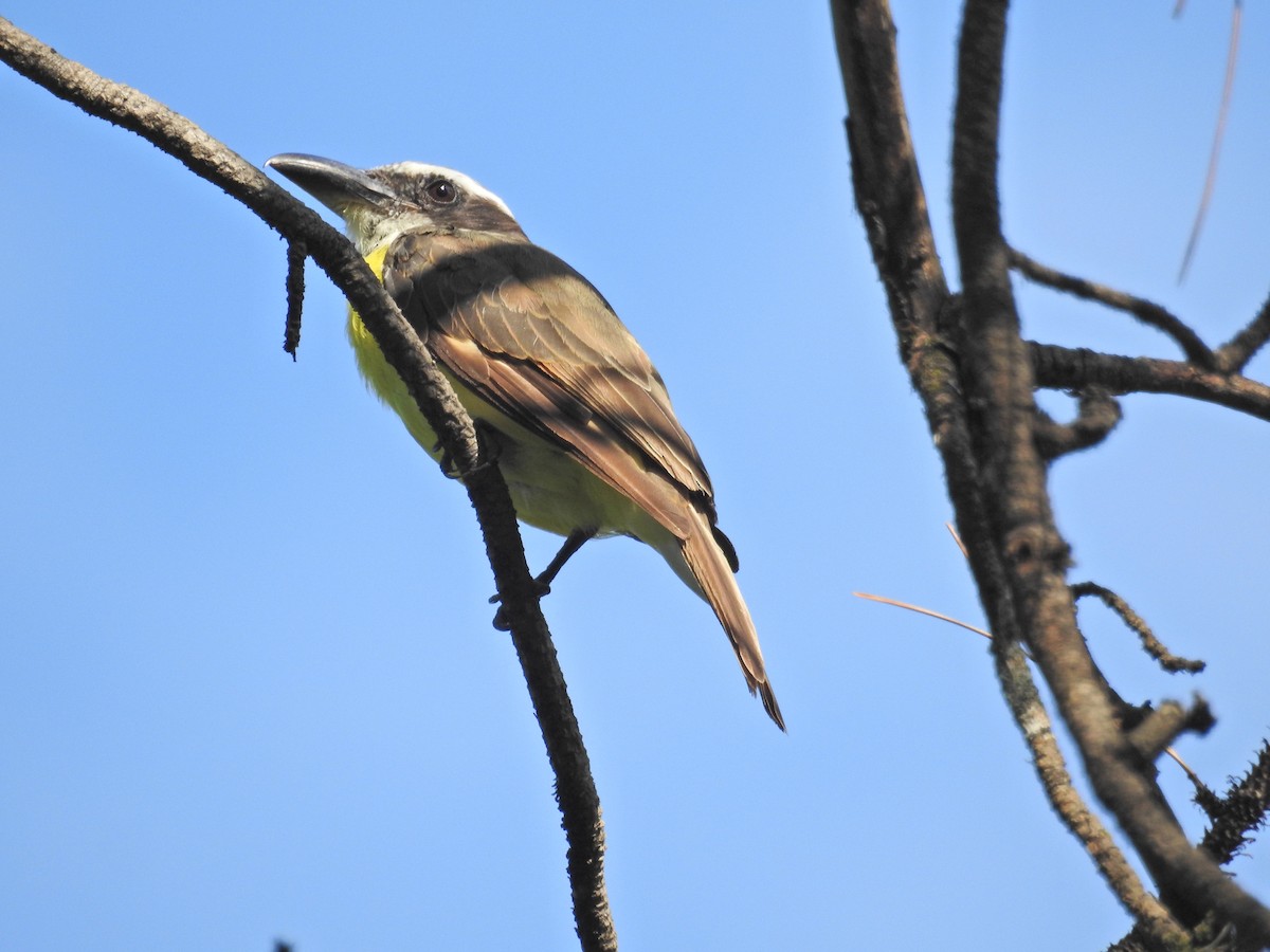 Boat-billed Flycatcher - ML630138753