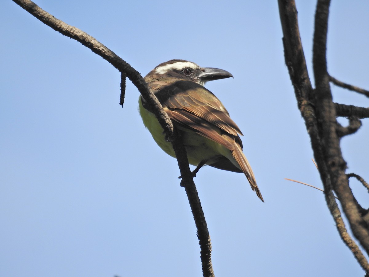 Boat-billed Flycatcher - ML630138754