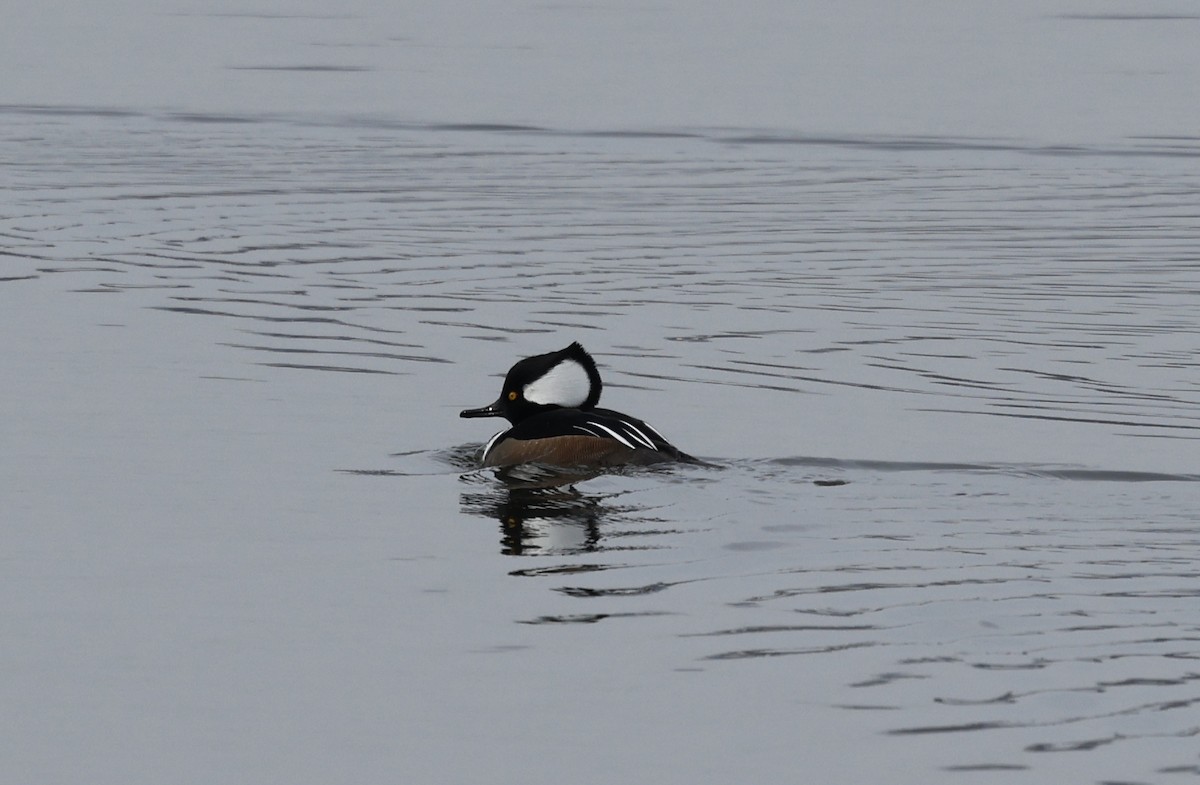 Hooded Merganser - ML630138918