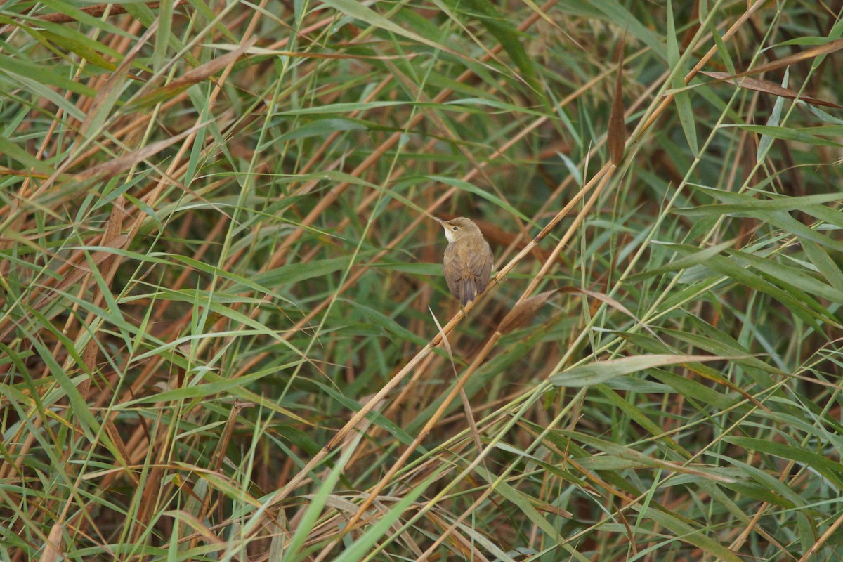 Common Reed Warbler - ML630138932