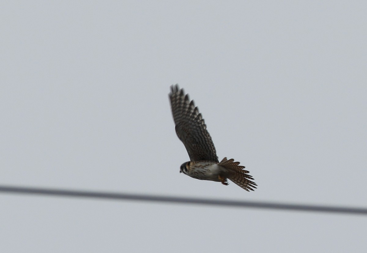 American Kestrel - ML630139002