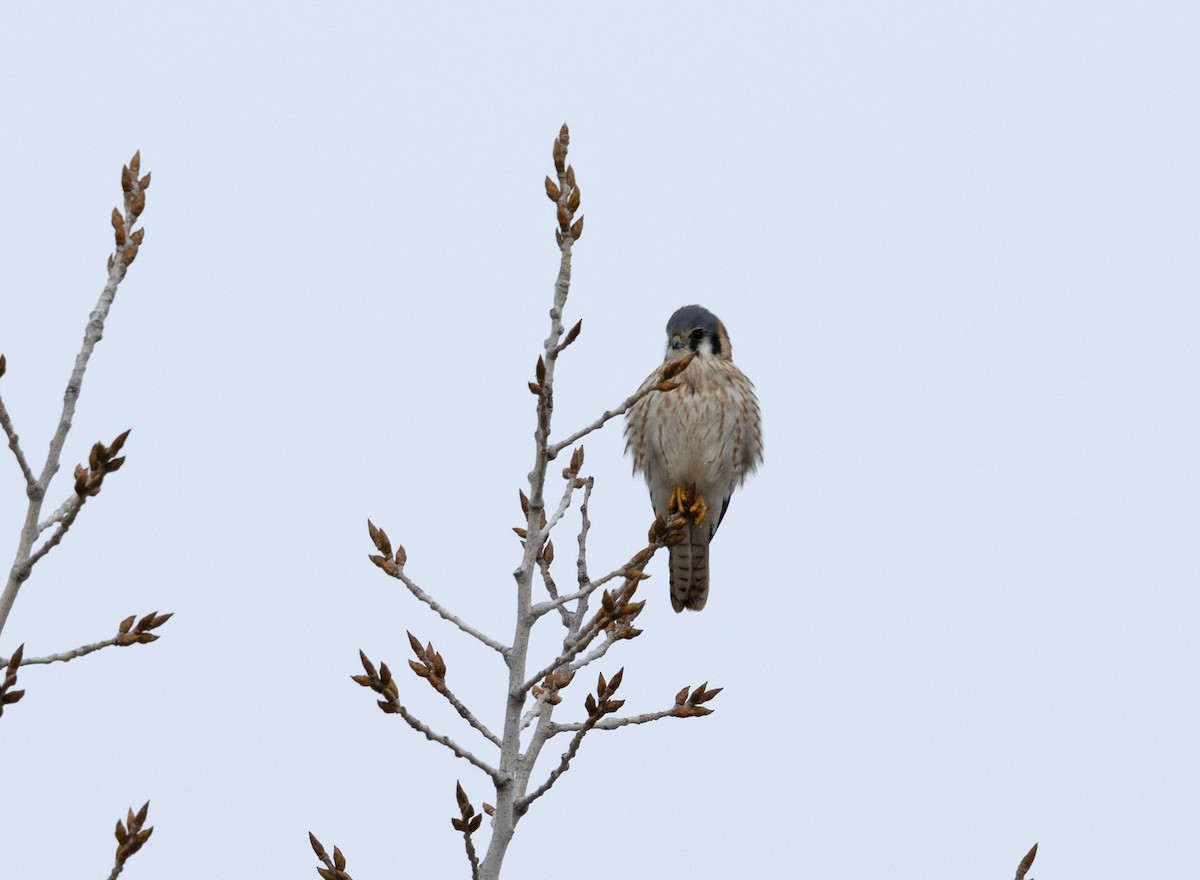 American Kestrel - ML630139003