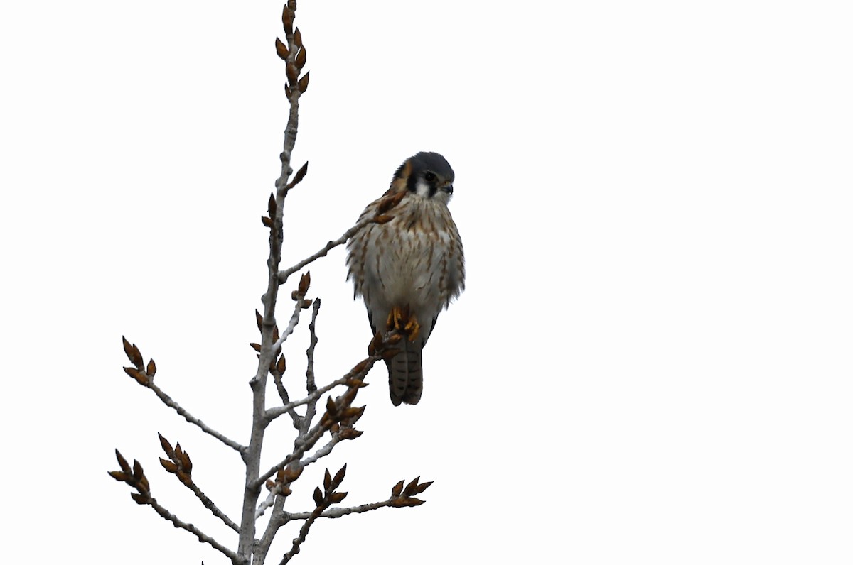 American Kestrel - ML630139004