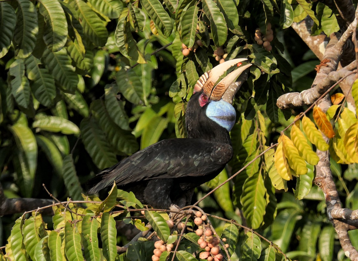 Wreathed Hornbill - ML630139107