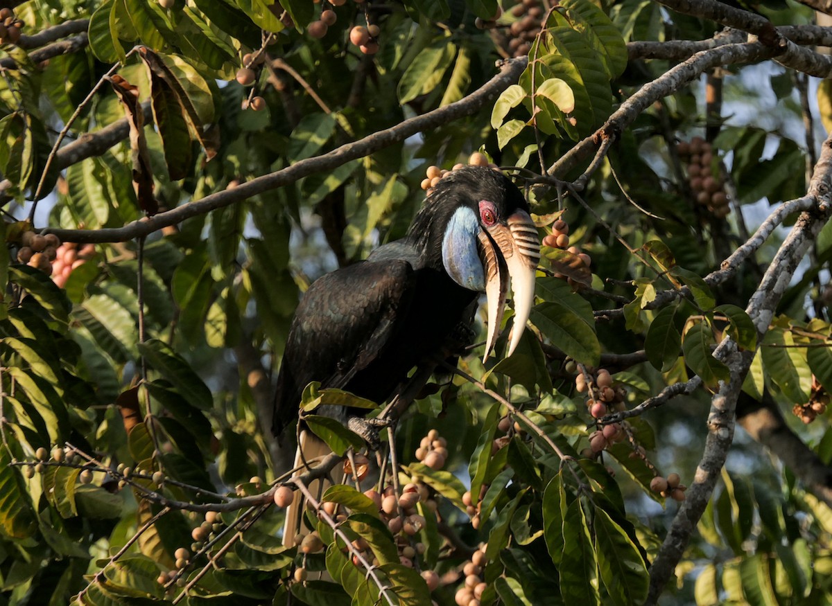 Wreathed Hornbill - ML630139115
