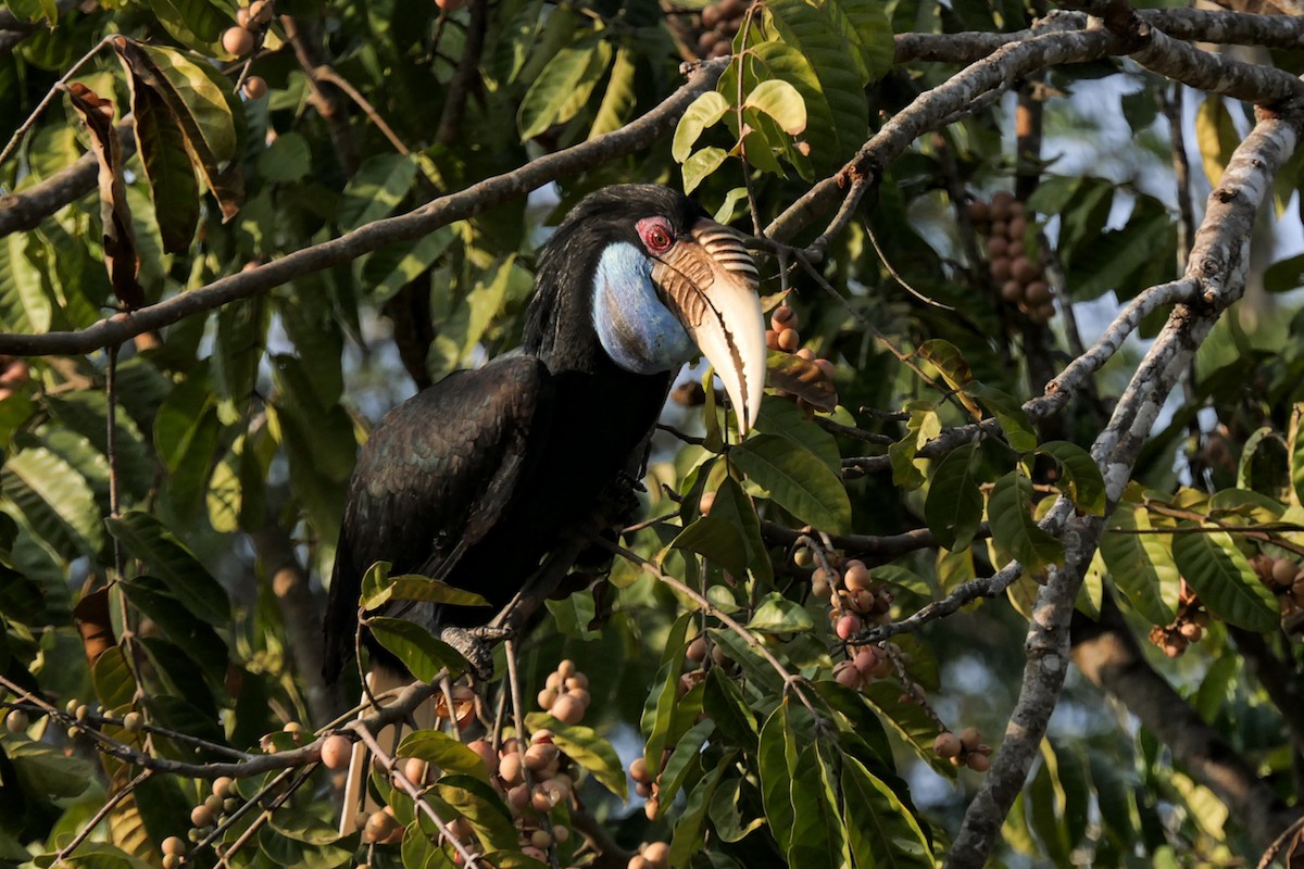 Wreathed Hornbill - ML630139119