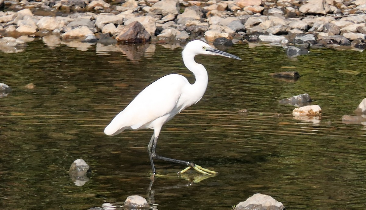 Little Egret - ML630139121
