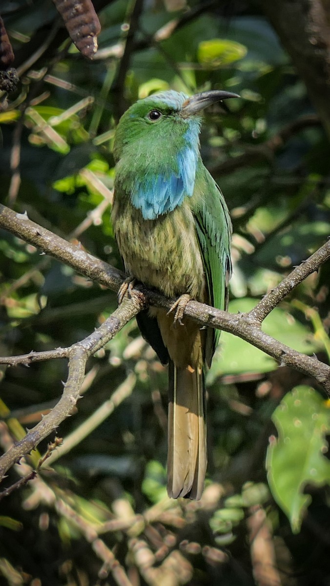 Blue-bearded Bee-eater - ML630139122