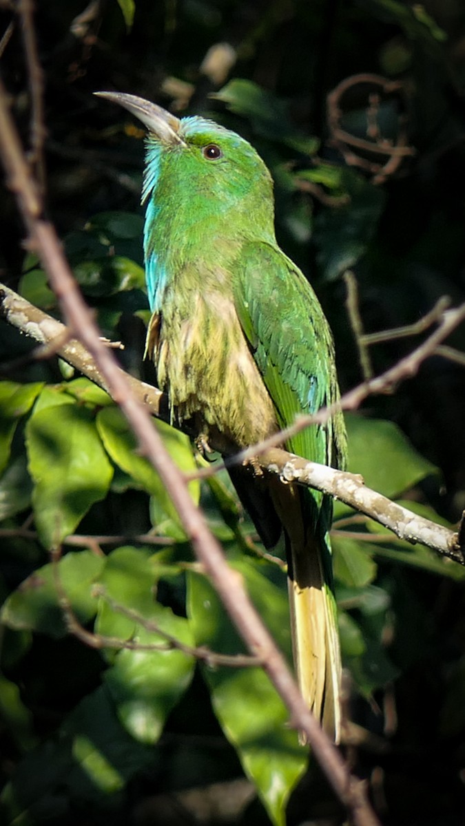 Blue-bearded Bee-eater - ML630139127