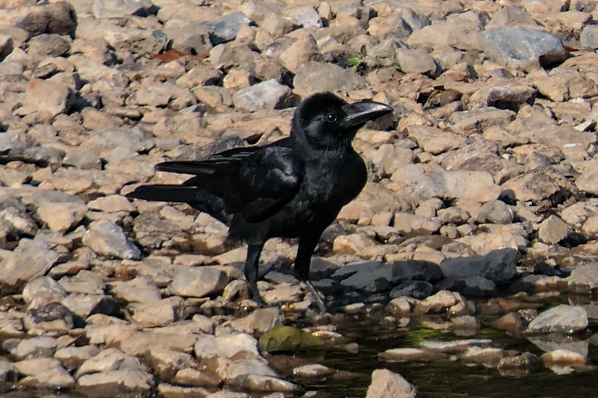 Large-billed Crow - ML630139156