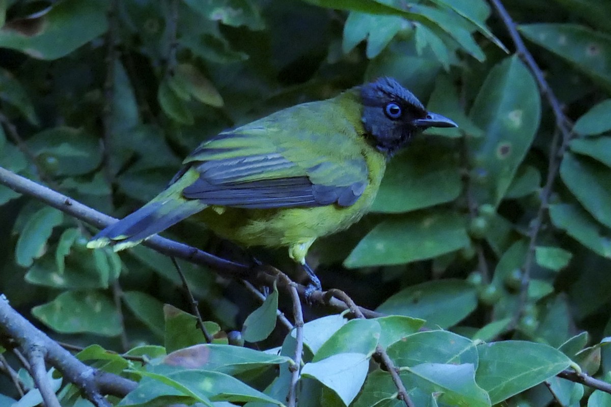 Black-headed Bulbul - ML630139174