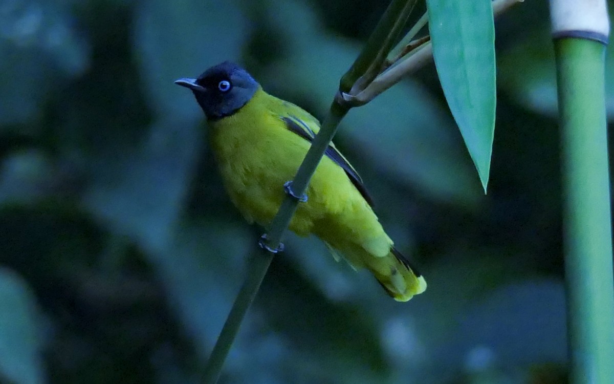 Black-headed Bulbul - ML630139183