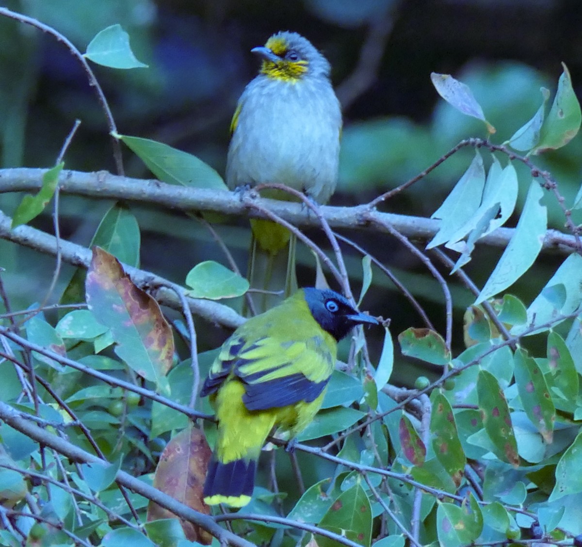 Stripe-throated Bulbul - ML630139211