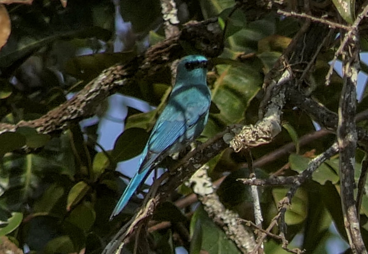 Verditer Flycatcher - ML630139218
