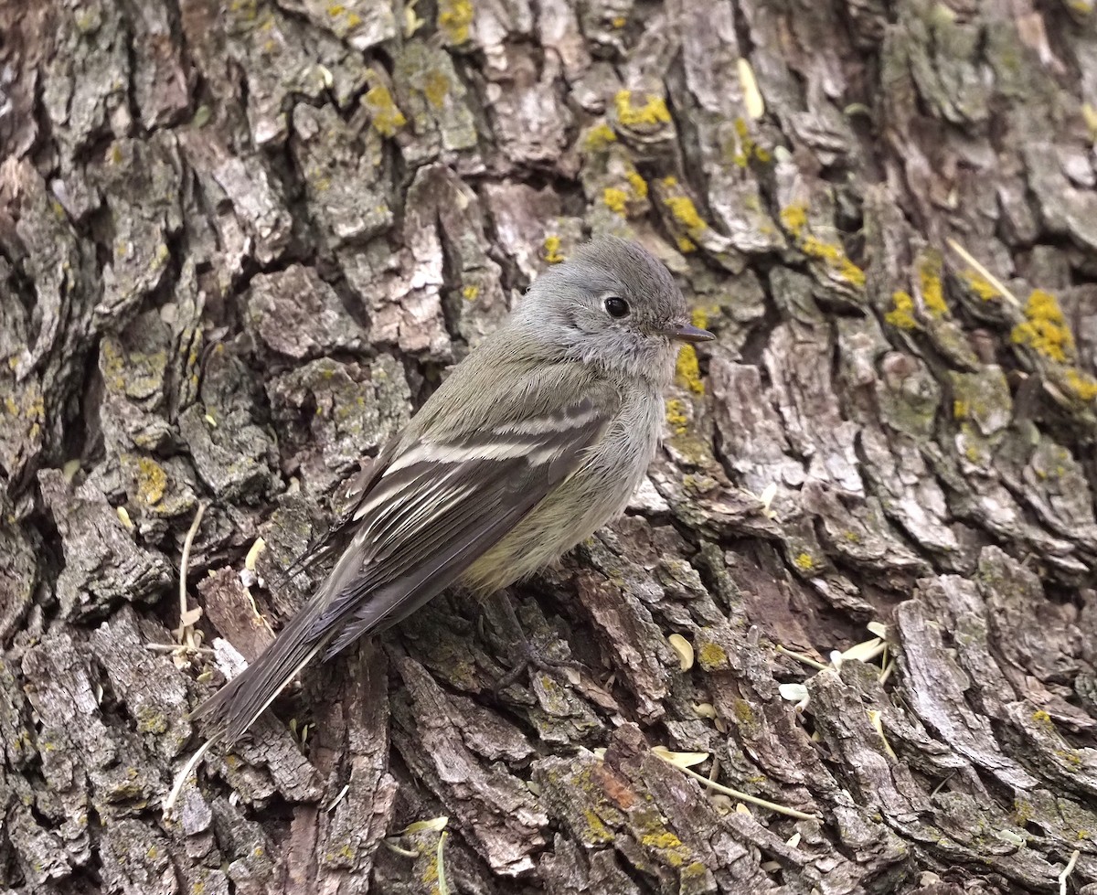 Hammond's Flycatcher - ML630139303