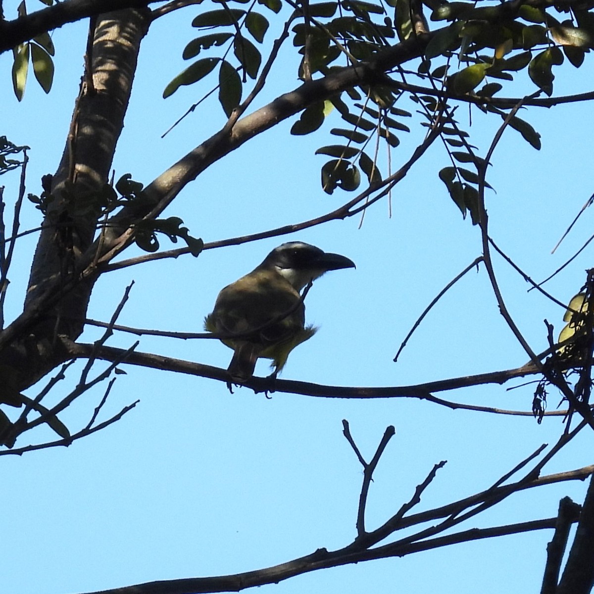 Boat-billed Flycatcher - ML630139341