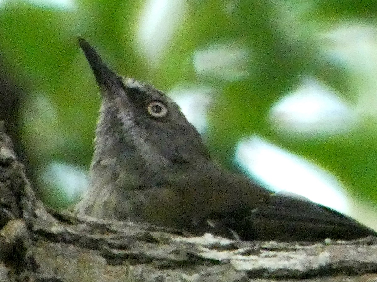 Tasmanian Scrubwren - ML630139441