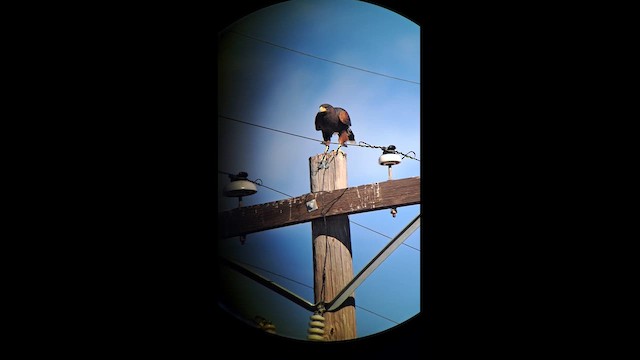 Harris's Hawk - ML630139508