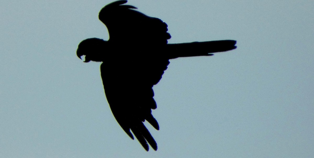 Yellow-tailed Black-Cockatoo - ML630139532