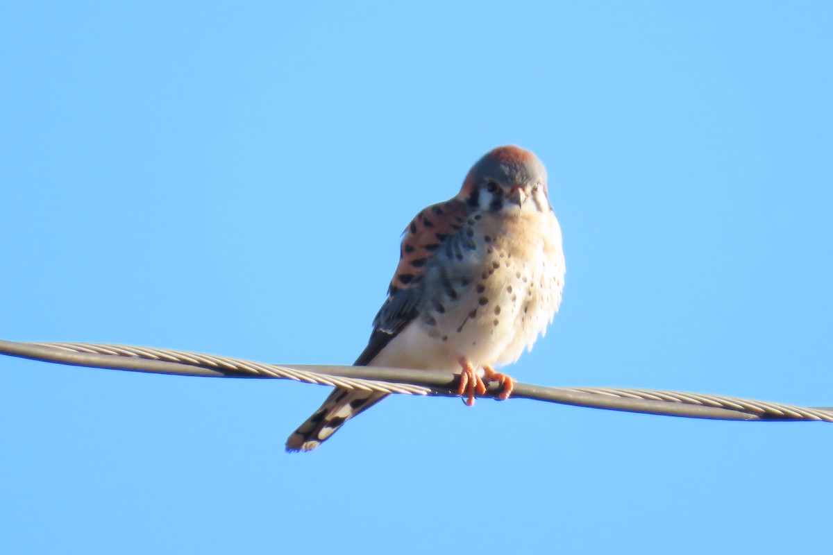 American Kestrel - ML630139646