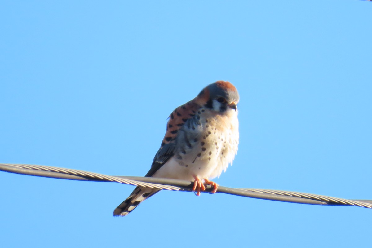 American Kestrel - ML630139647