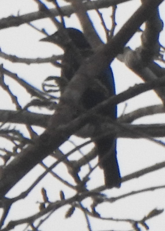 Copper-tailed Starling - ML630139846