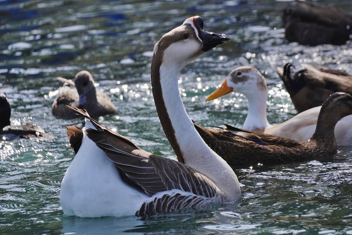 Swan Goose (Domestic type) - ML630139964