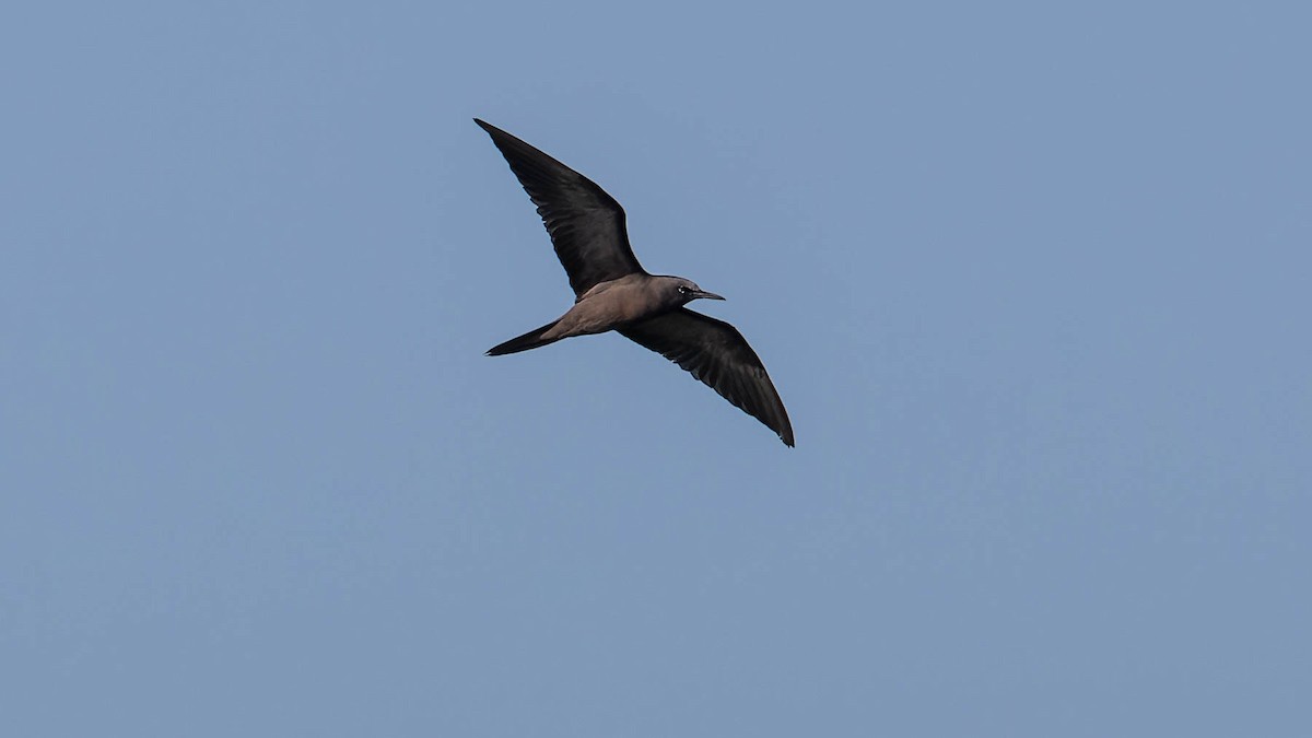 Brown Noddy - ML630140095