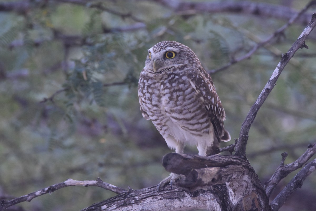 Burrowing Owl (guadeloupensis Group) - ML630140486