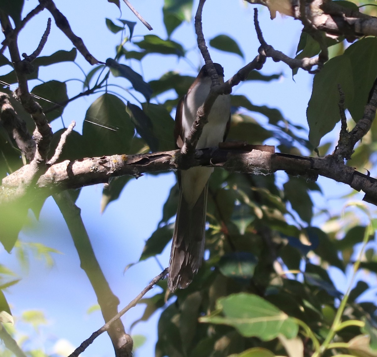 Black-billed Cuckoo - ML630140517