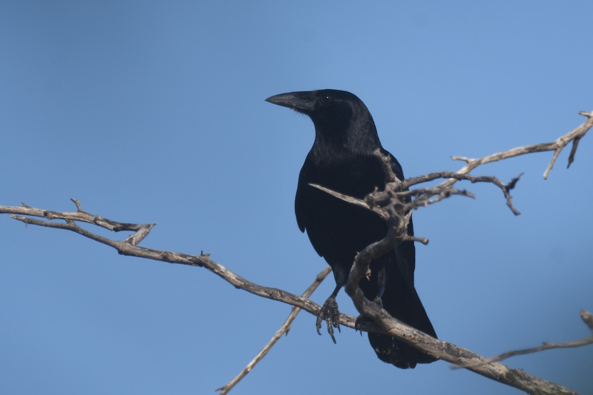 Hispaniolan Palm-Crow - ML630140531