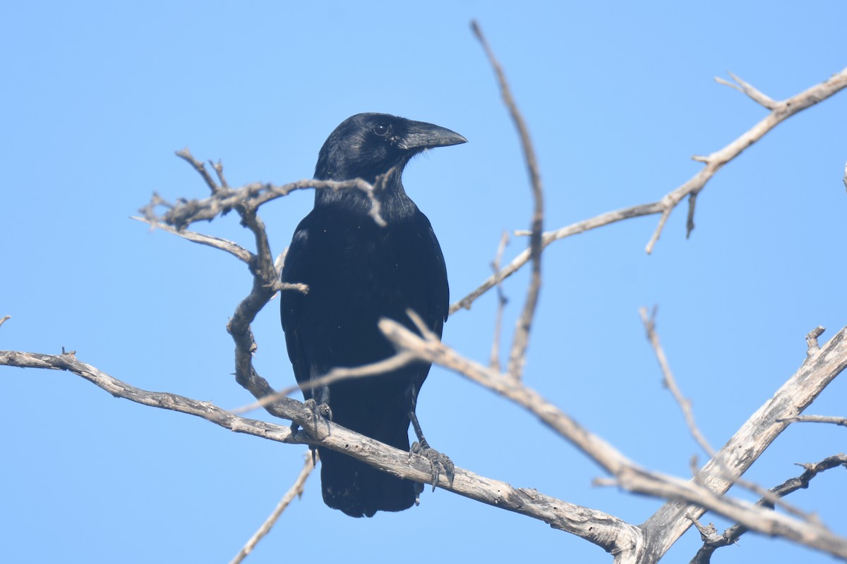 Hispaniolan Palm-Crow - ML630140532