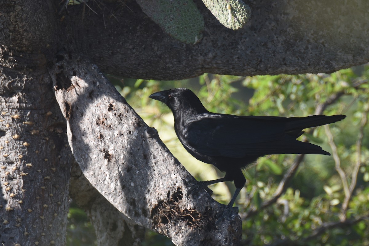 Hispaniolan Palm-Crow - ML630140533