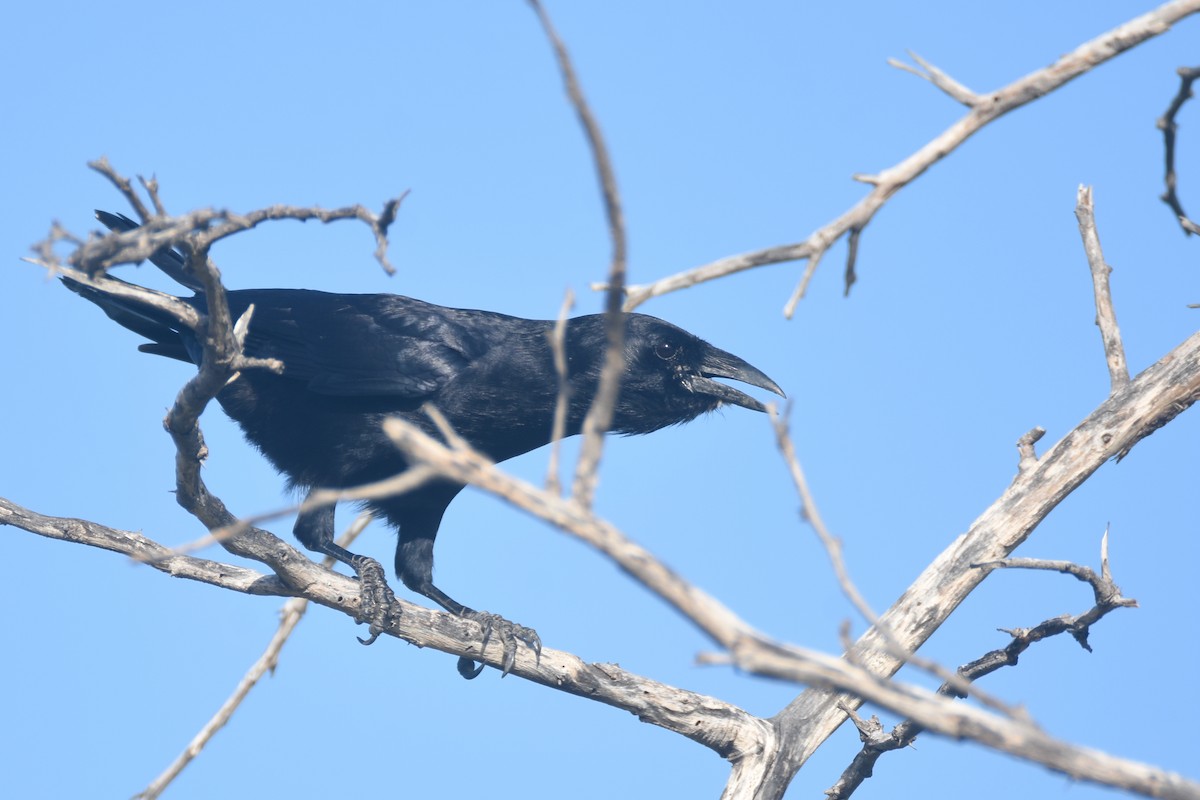 Hispaniolan Palm-Crow - ML630140534