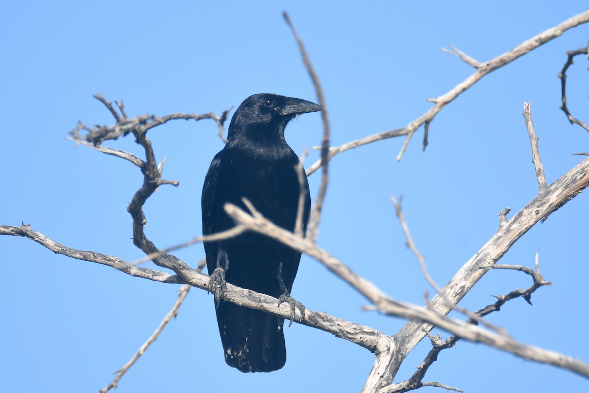 Hispaniolan Palm-Crow - ML630140536