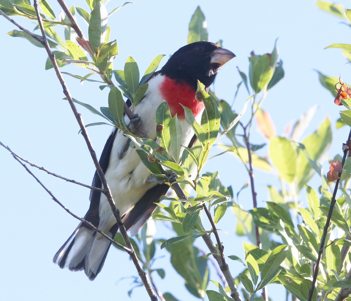 Rose-breasted Grosbeak - ML630140568