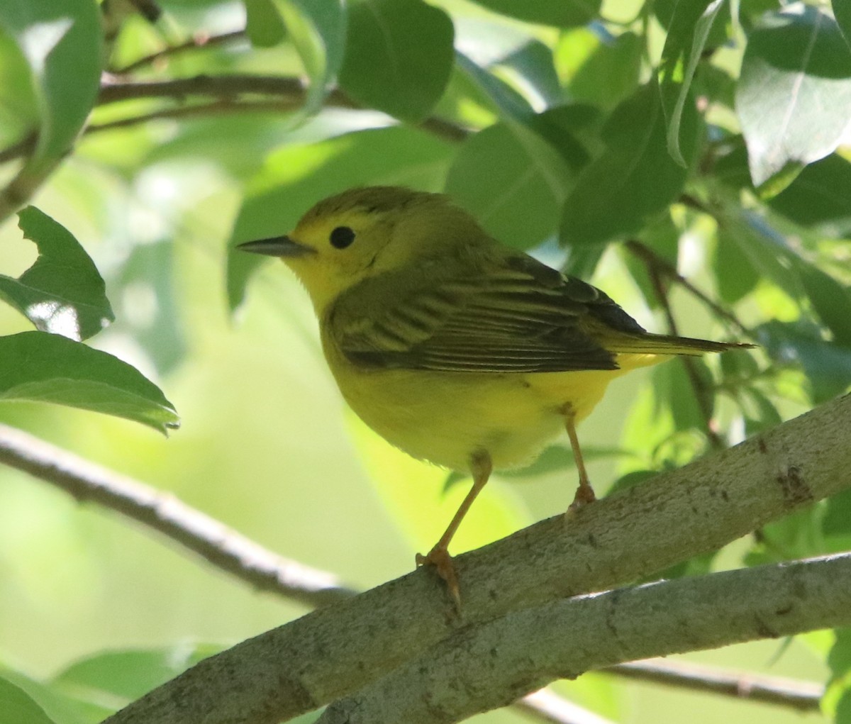 Yellow Warbler (Northern) - ML630140591
