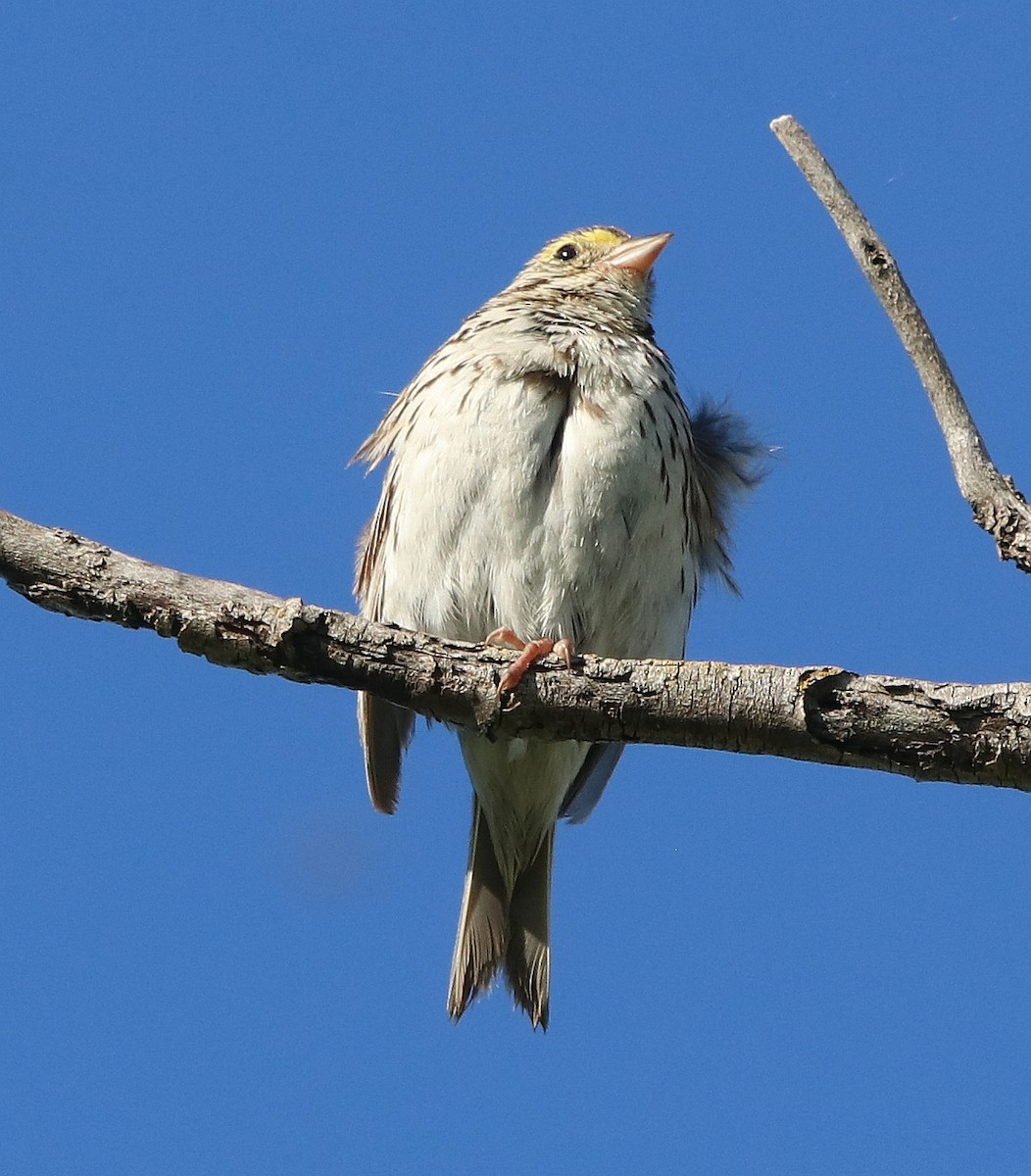 Savannah Sparrow - ML630140638