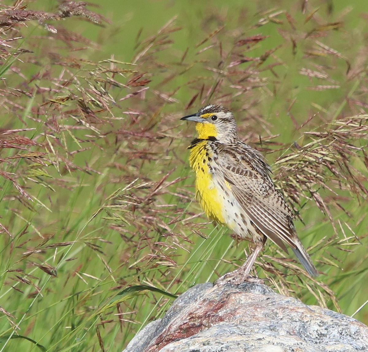 Western Meadowlark - ML630140787