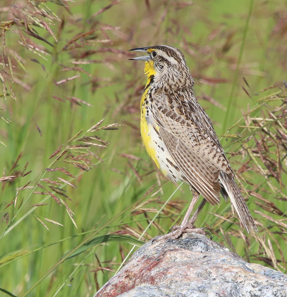 Western Meadowlark - ML630140788