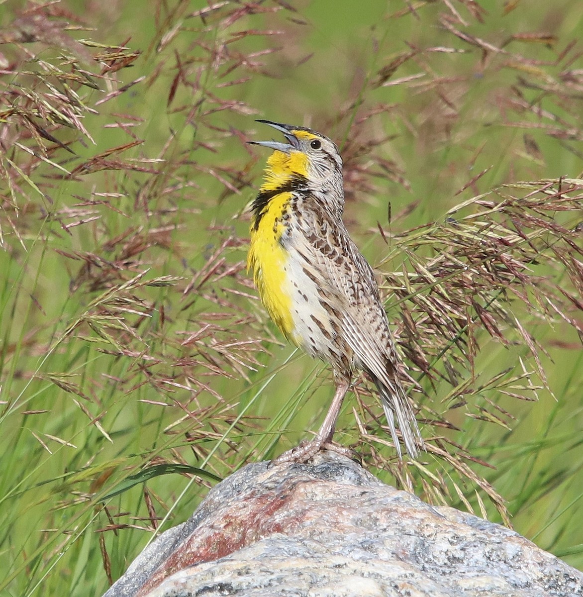 Western Meadowlark - ML630140789