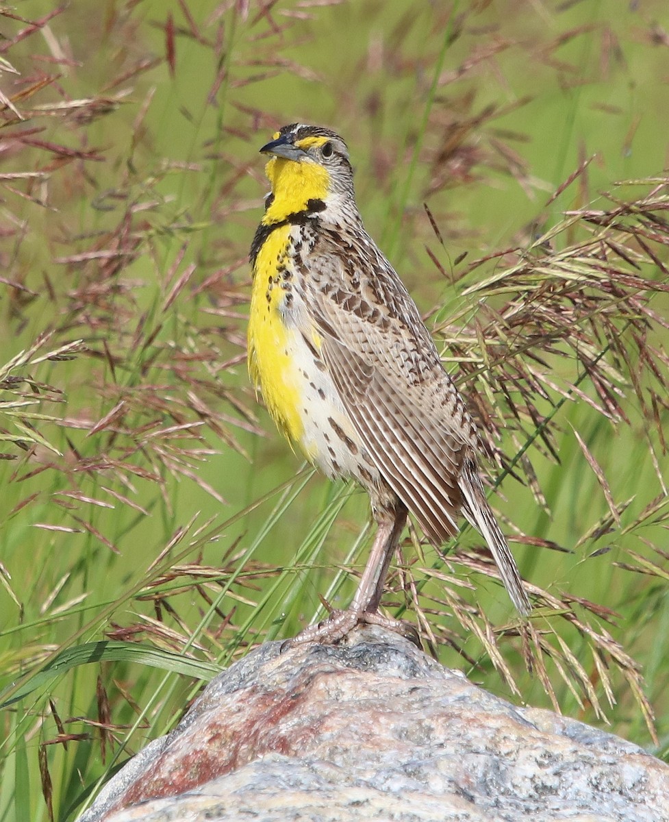 Western Meadowlark - ML630140790