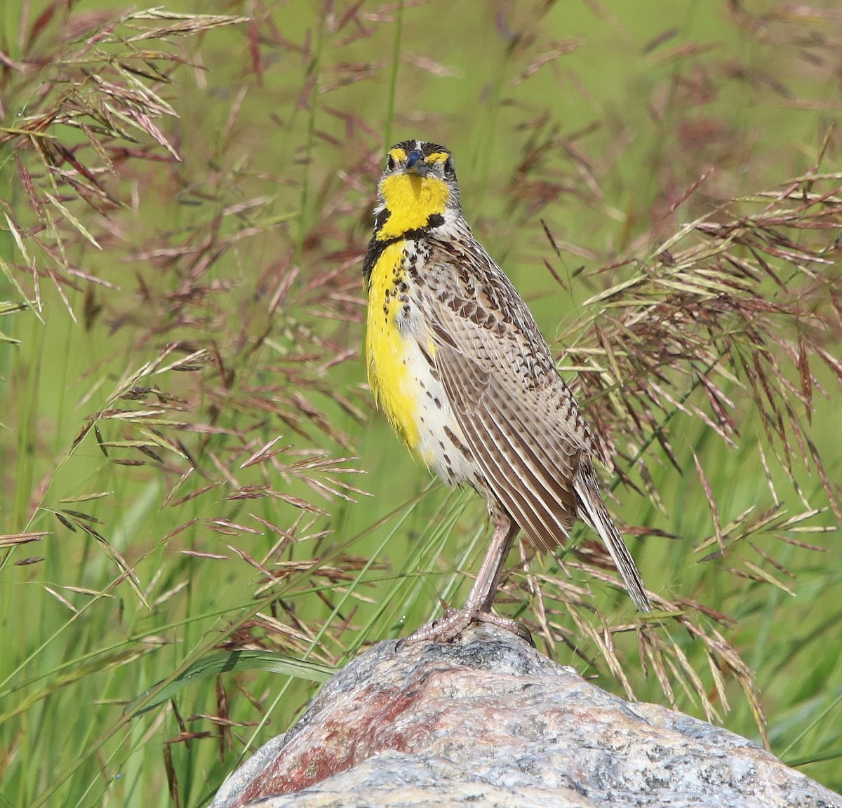 Western Meadowlark - ML630140791