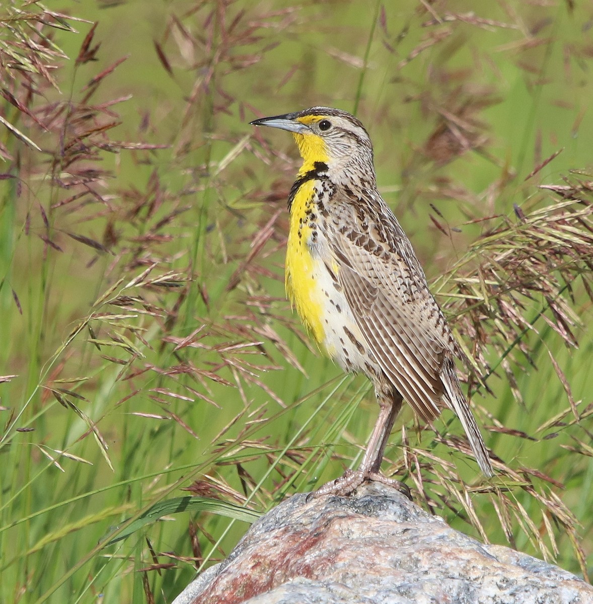 Western Meadowlark - ML630140792