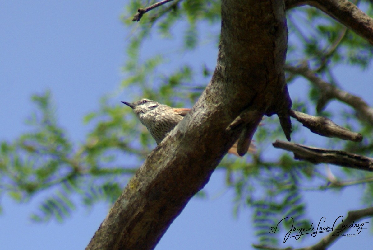 Necklaced Spinetail - ML630140871